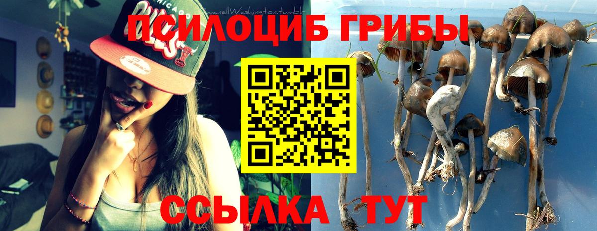 Кингисепп  Галлюциногенные грибы Cubensis  Вход с VPN 